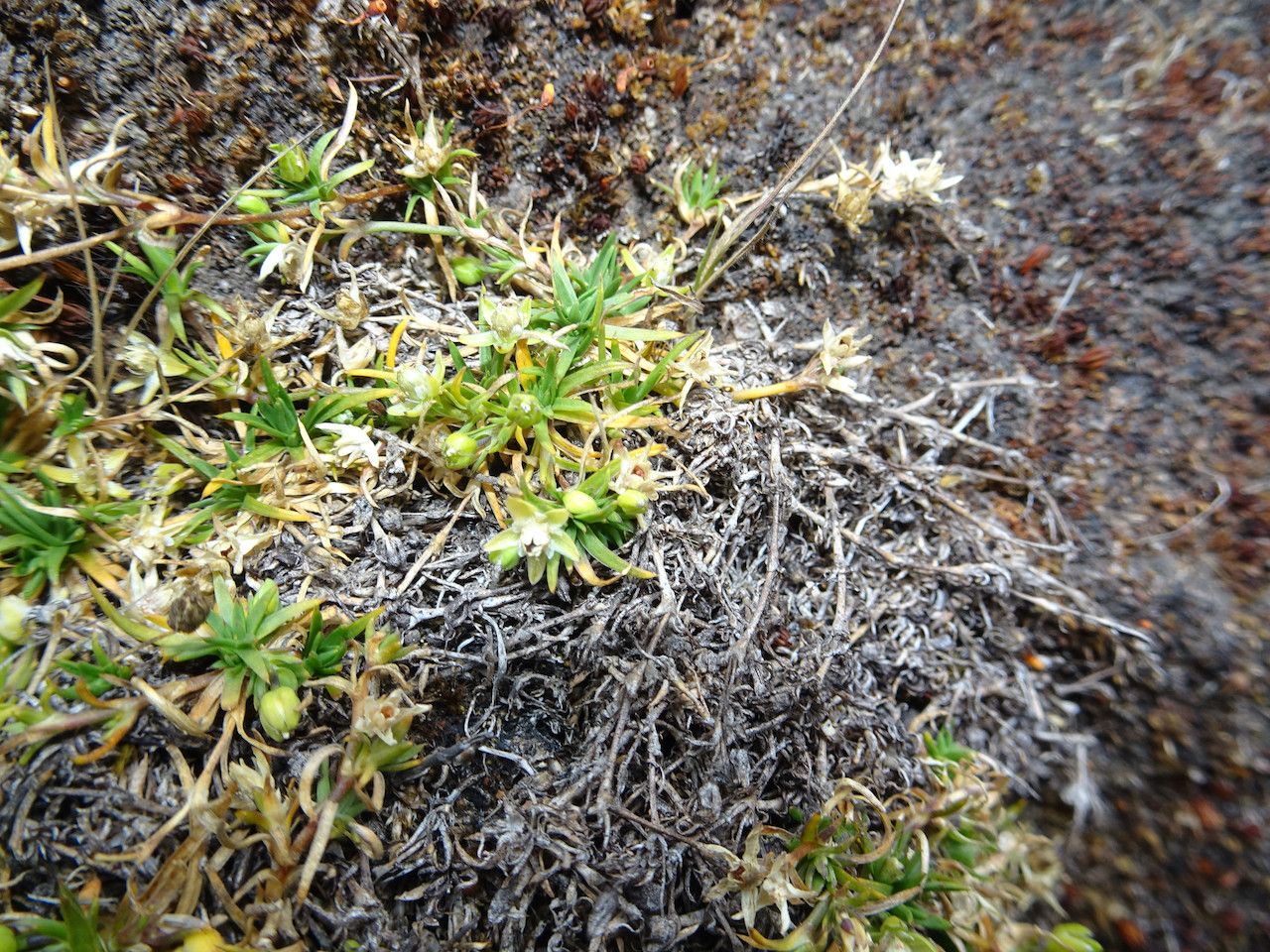 Sagina abyssinica leaf