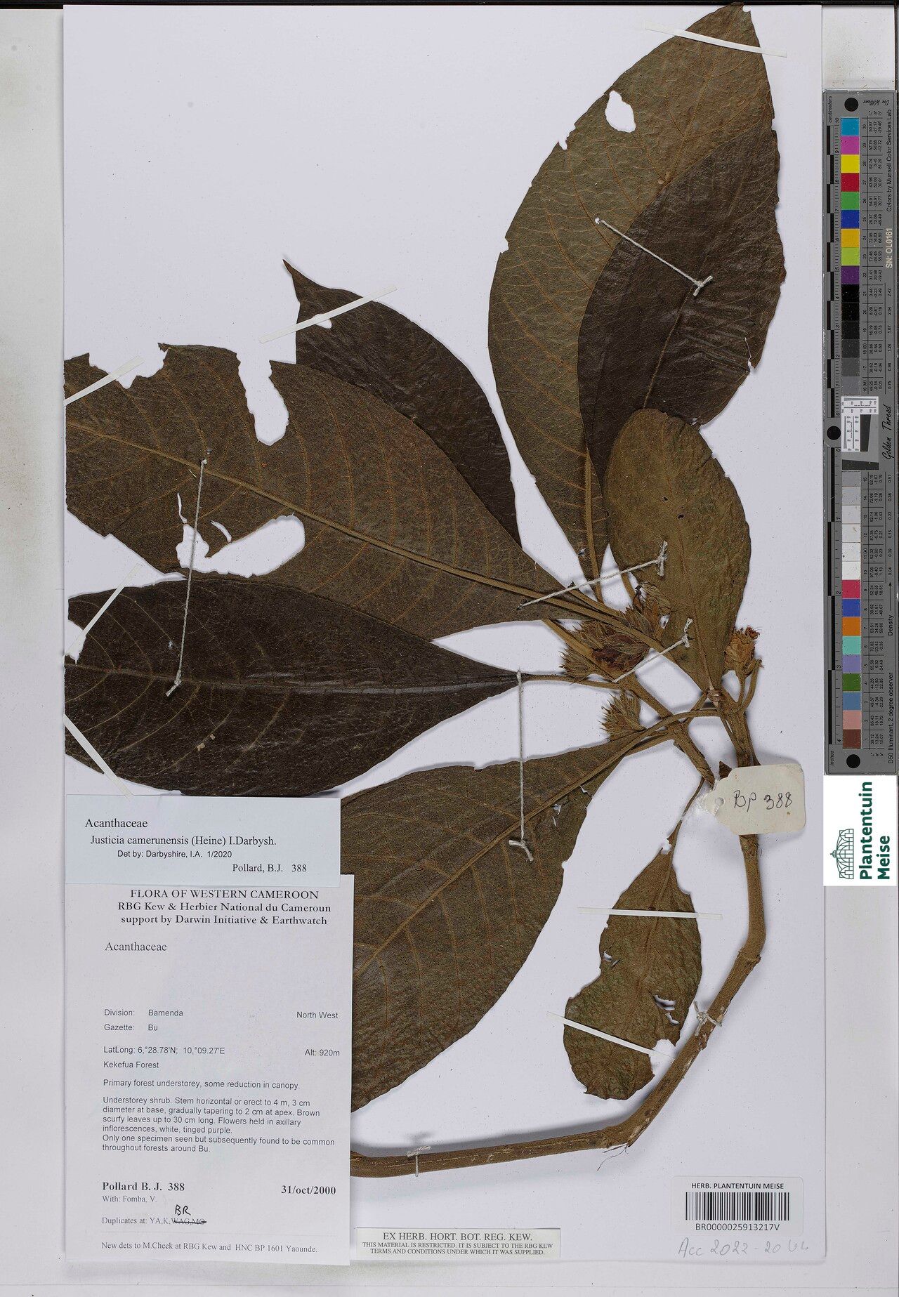Justicia camerunensis — houseplant care guide