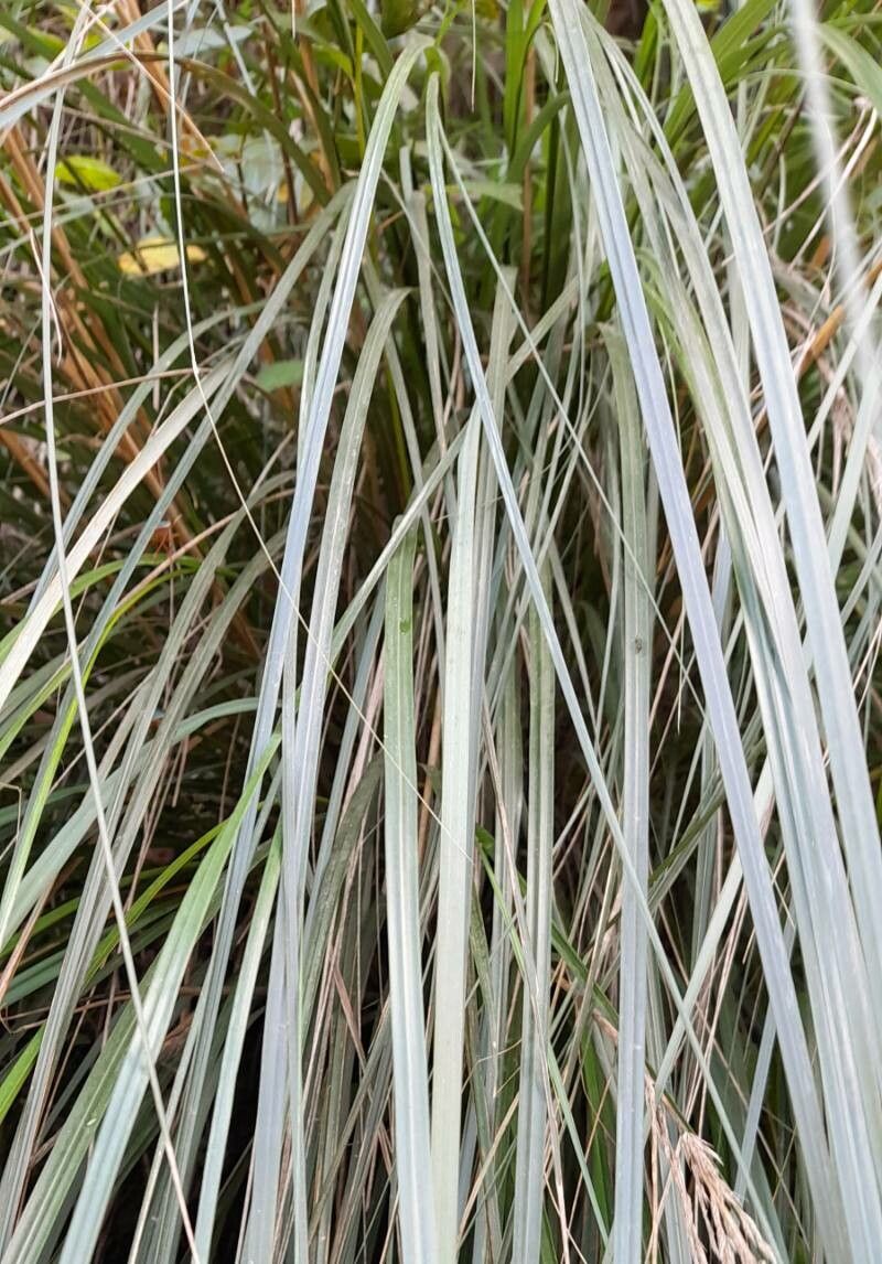 Cortaderia hieronymi leaf