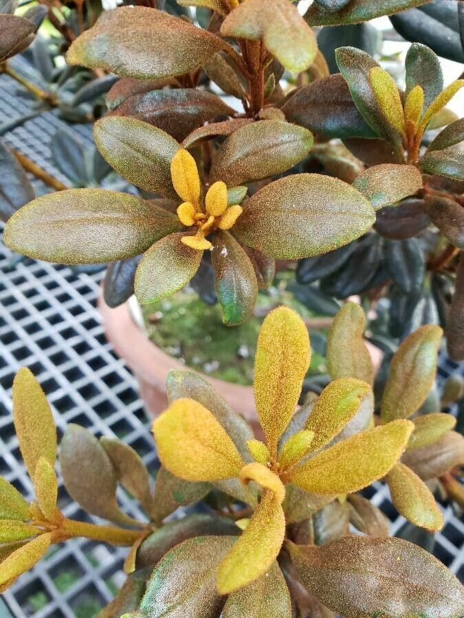 Rhododendron beyerinckianum — houseplant care guide