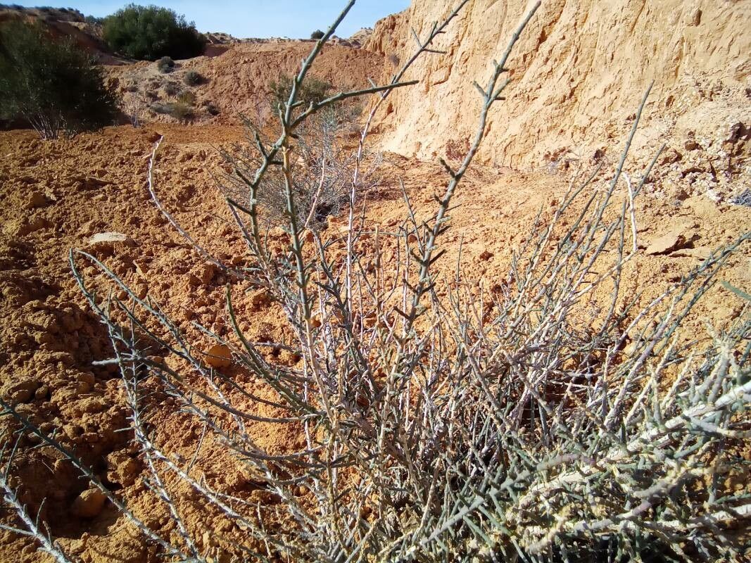 Anabasis syriaca — houseplant care guide