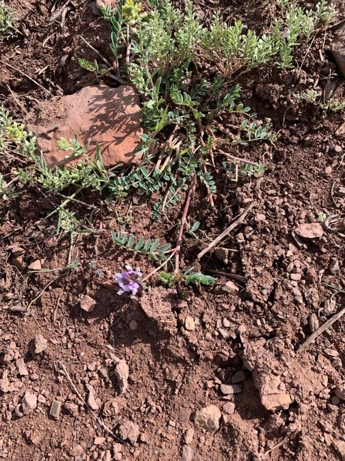 Astragalus crassicarpus leaf