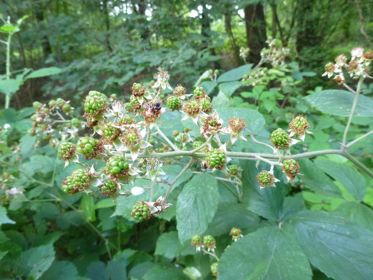 Rubus subinermoides flower
