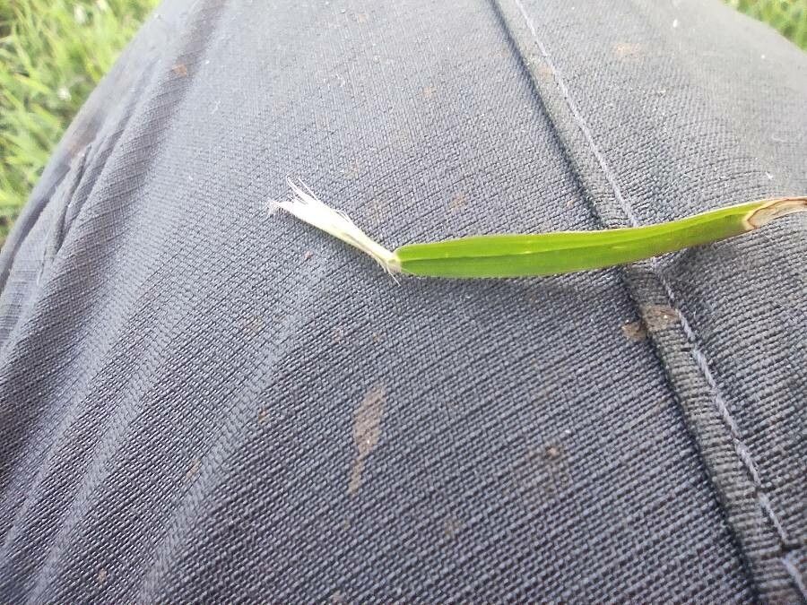 Acroceras hubbardii — houseplant care guide