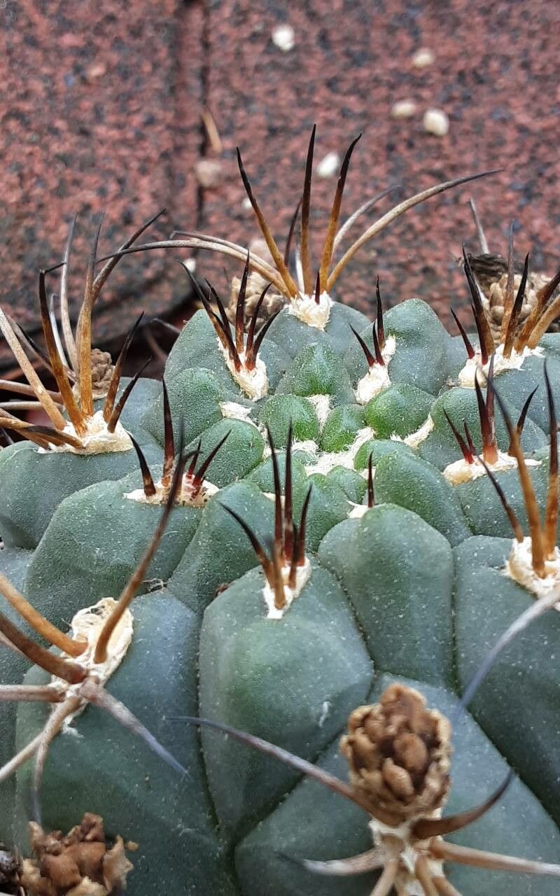 Gymnocalycium pflanzii flower