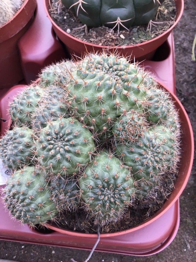 Rebutia deminuta — houseplant care guide