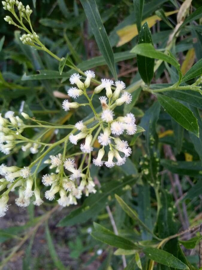 Baccharis latifolia flower