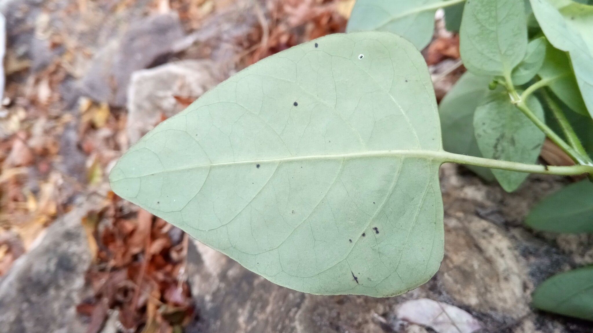 Barleria microcalyx — houseplant care guide