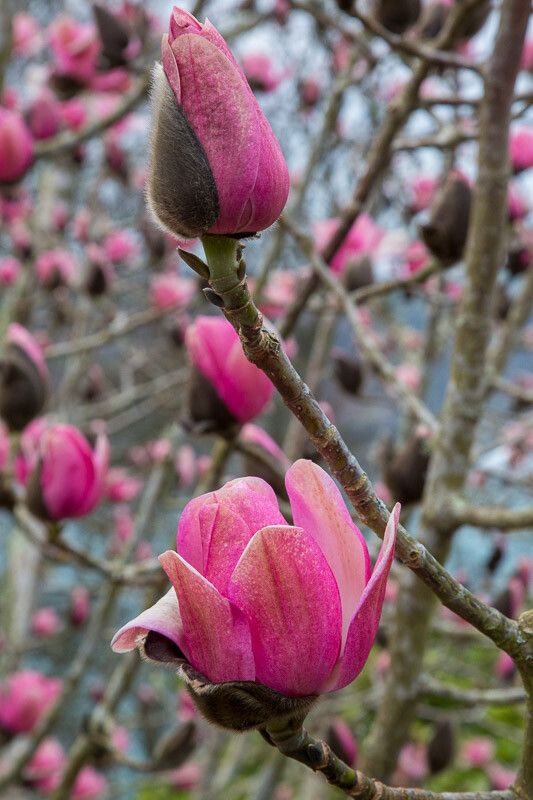 Magnolia campbellii flower