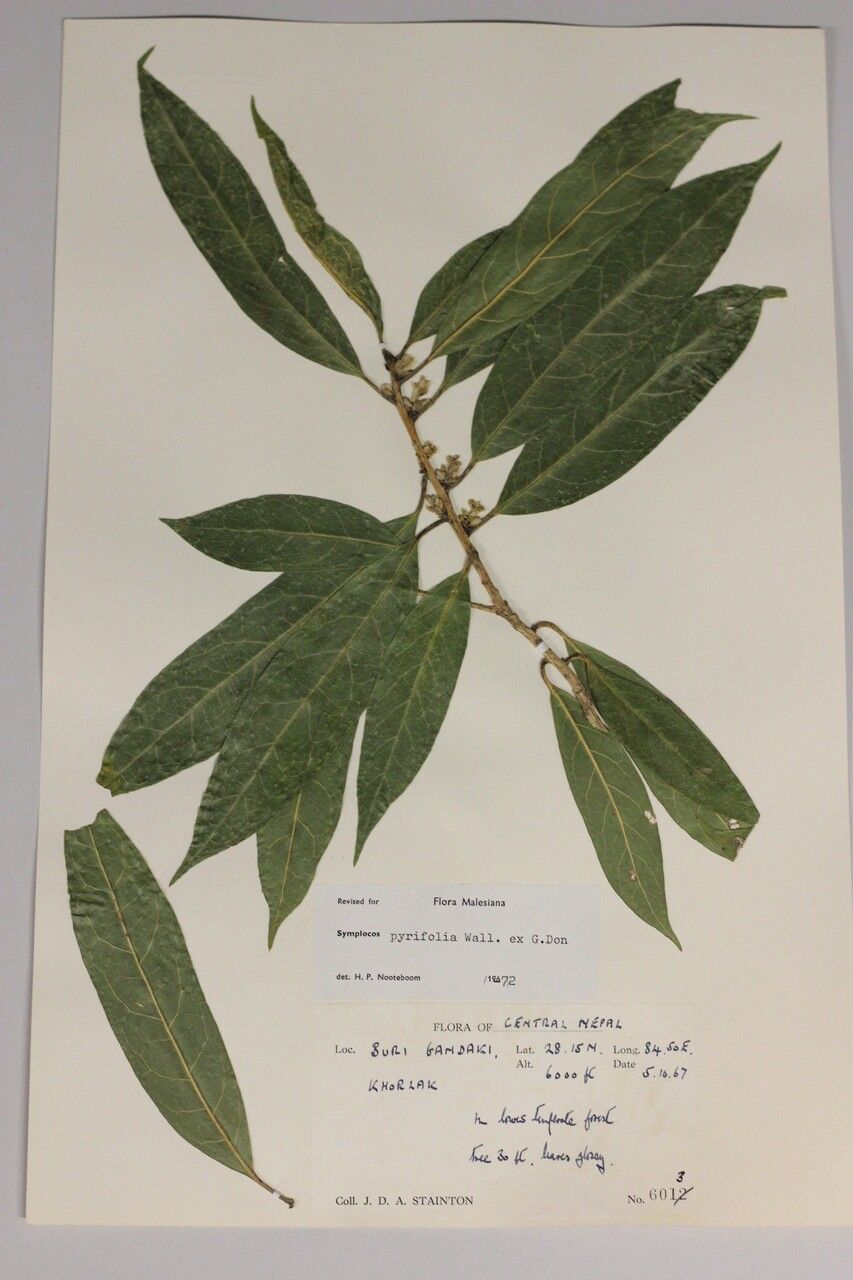 Symplocos pyrifolia other