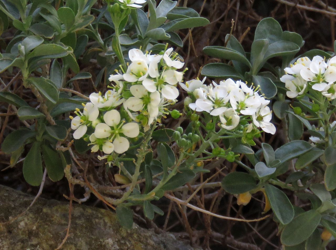 Hormathophylla macrocarpa fruit