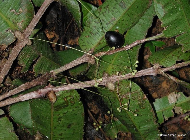 Syzygium ramilepis habit