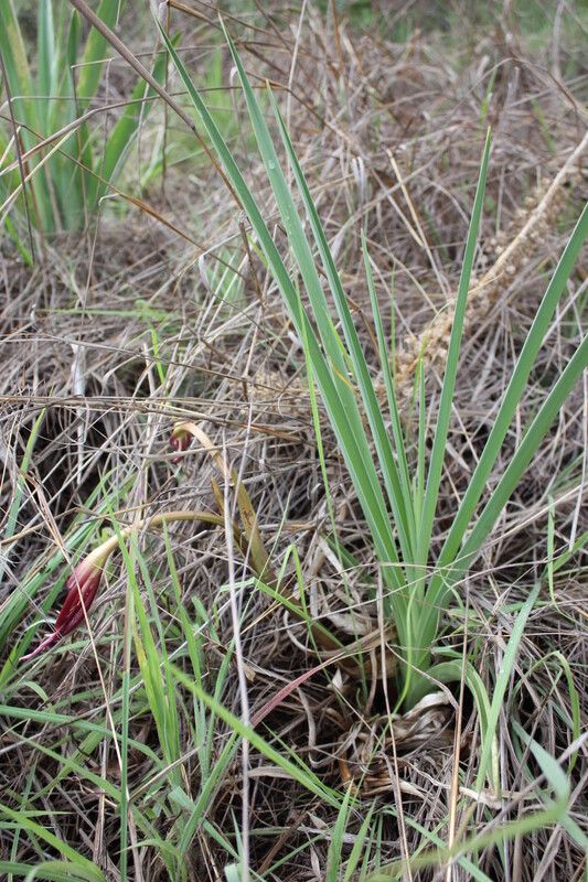 Crinum biflorum — search result for 'Crinum'