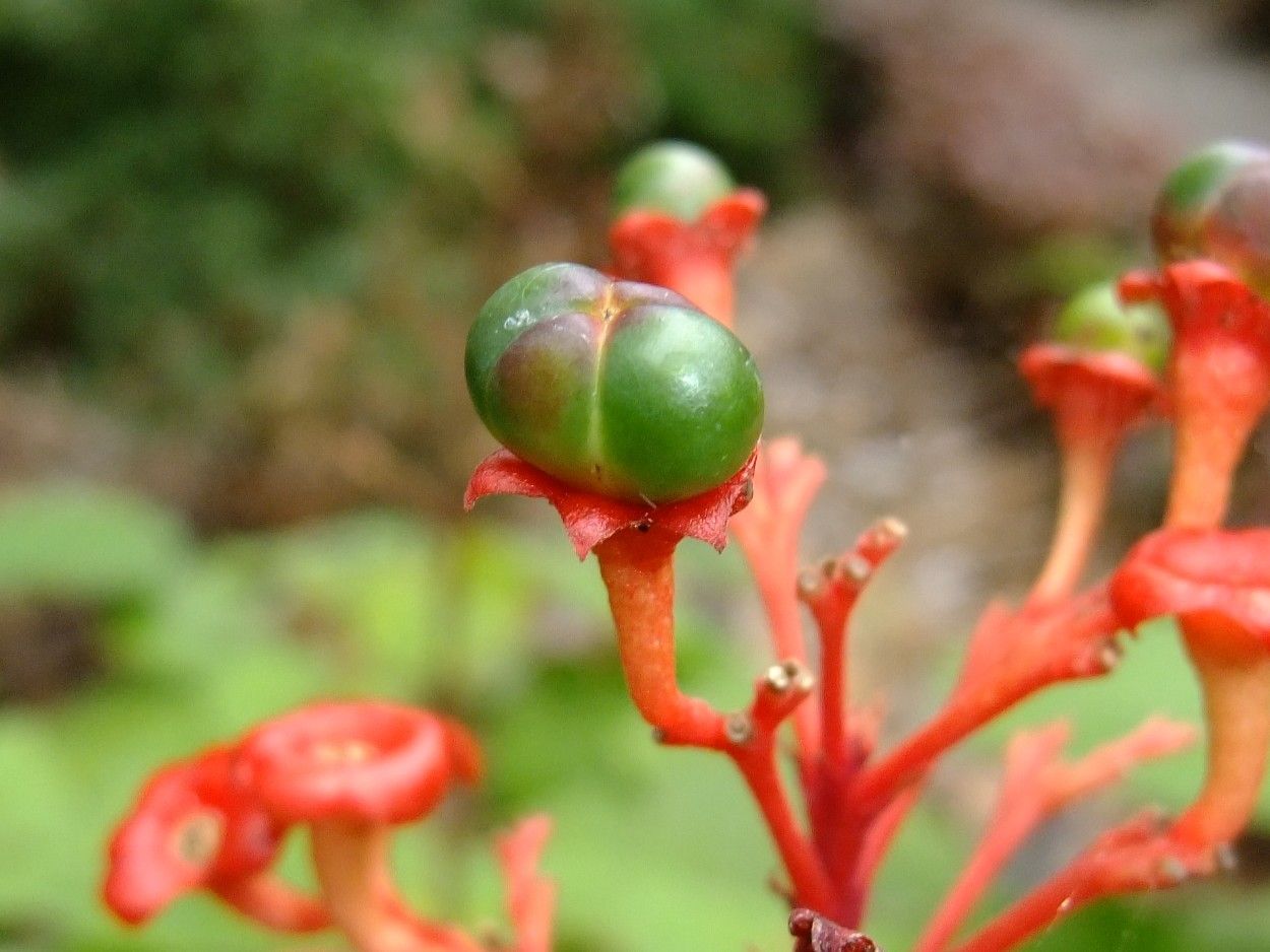 Clerodendrum buchananii fruit