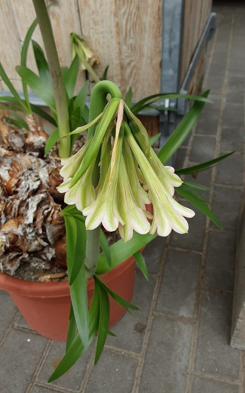 Cyrtanthus falcatus flower