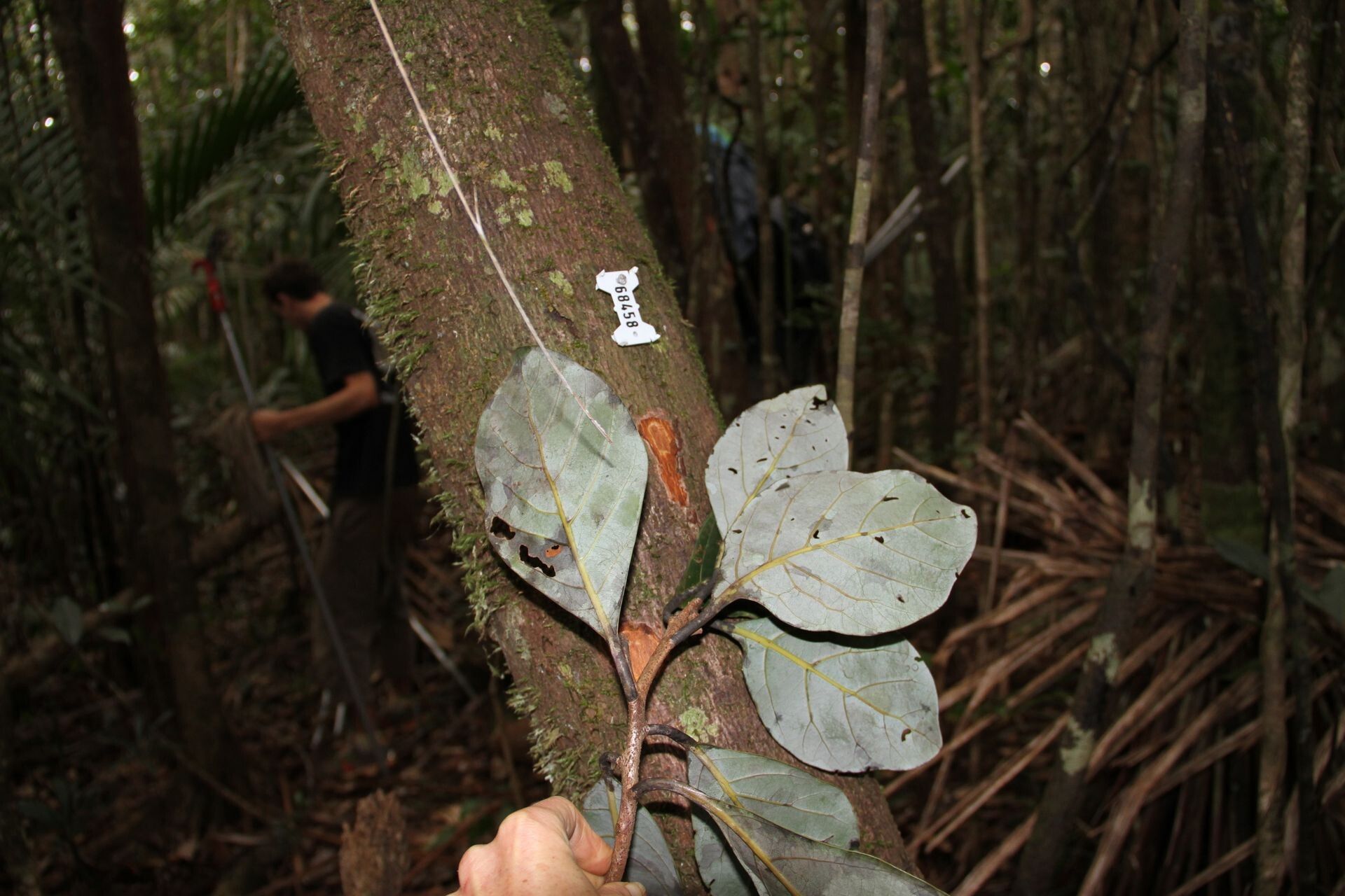 Beilschmiedia oreophila leaf
