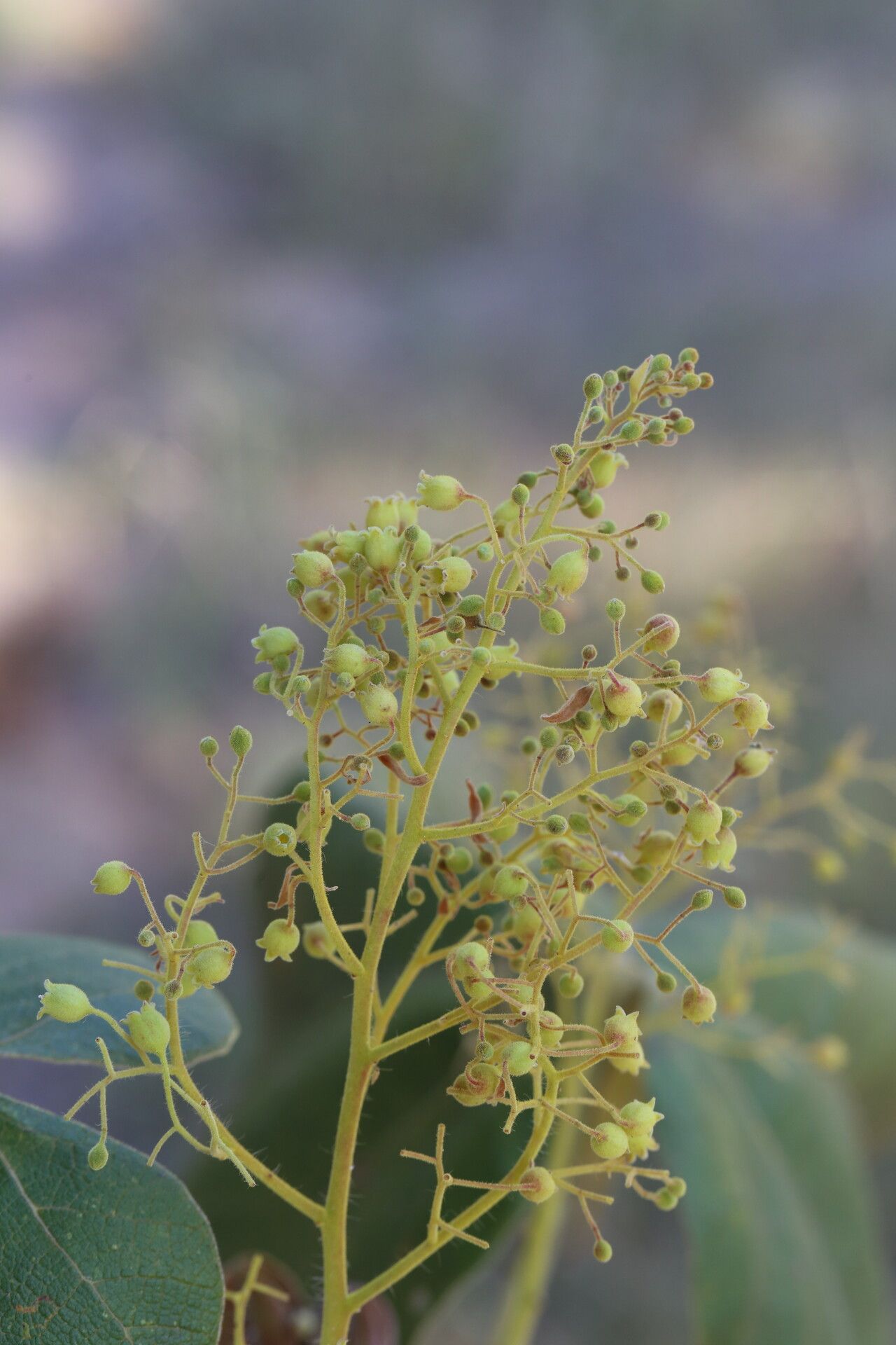 Sterculia quinqueloba flower