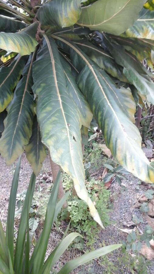 Meryta denhamii — related species from the same genus