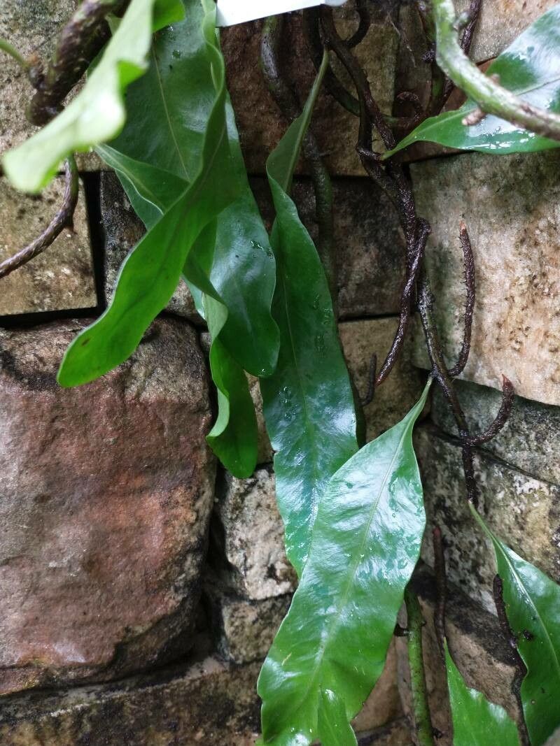 Microgramma nitida leaf