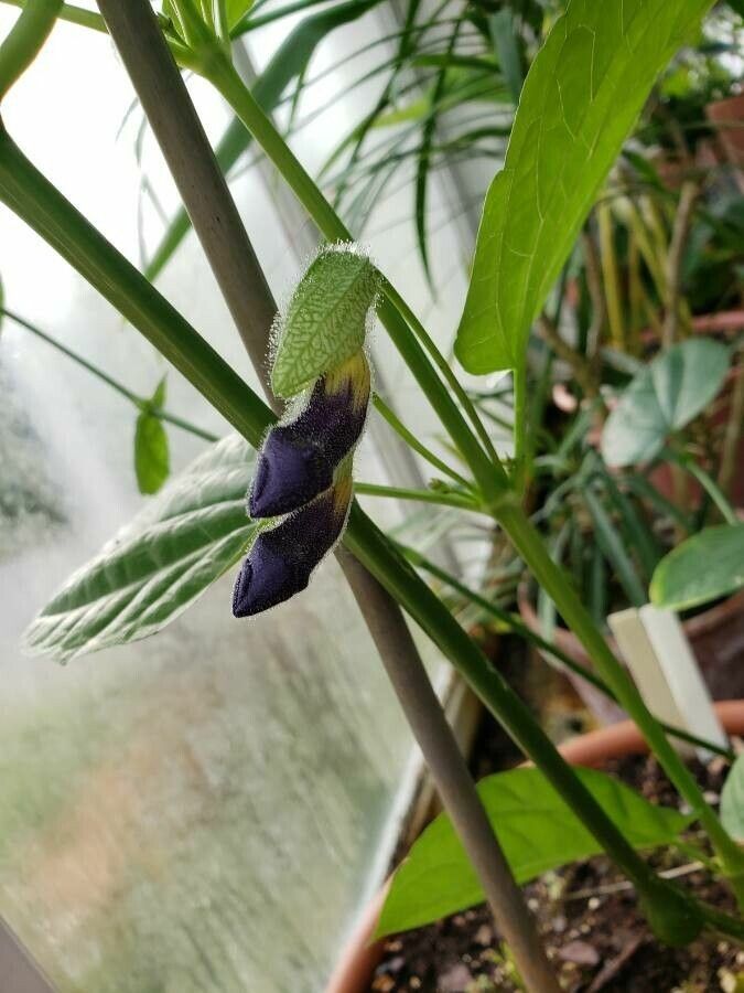 Thunbergia battiscombei flower