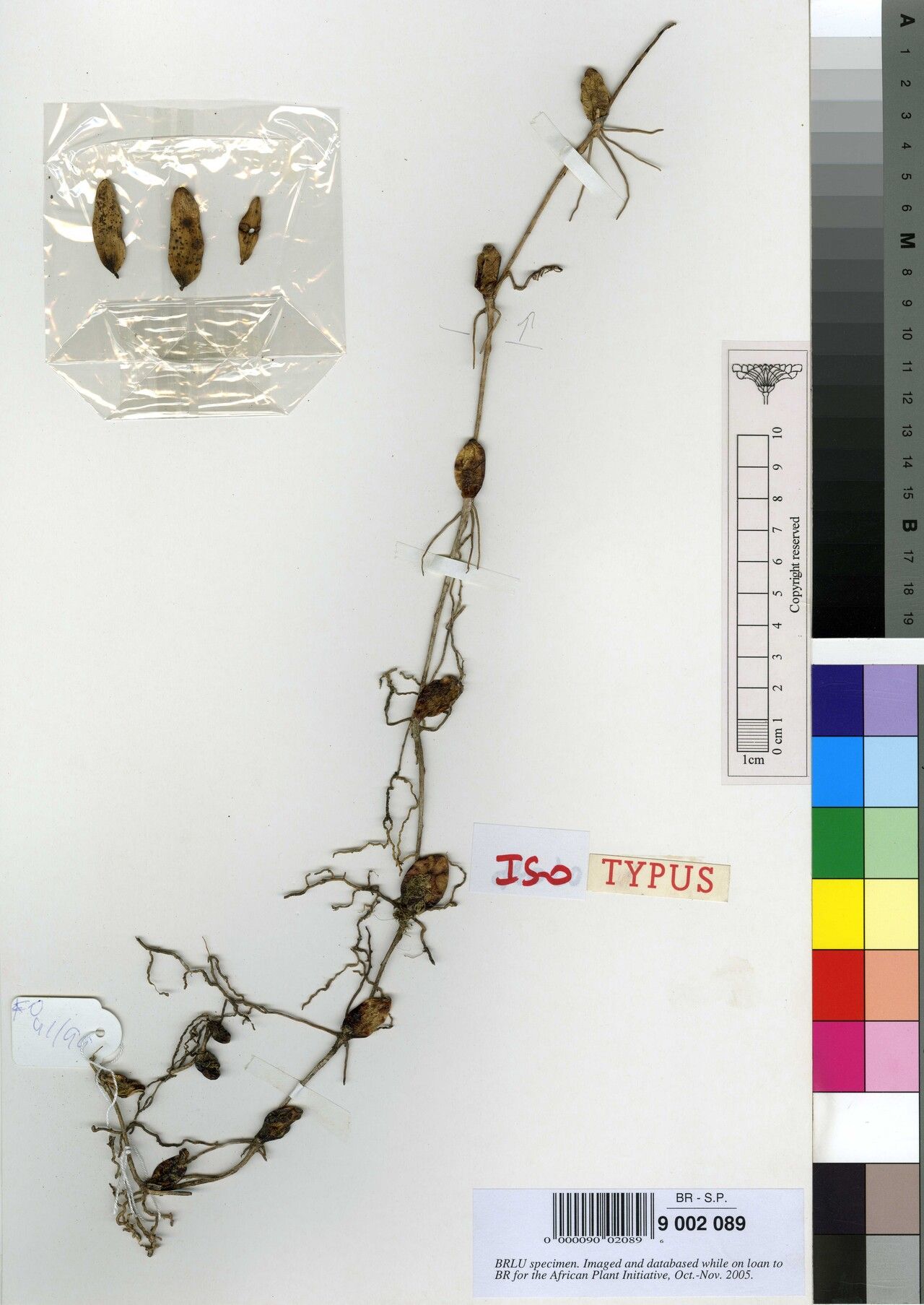 Bulbophyllum luciphilum — houseplant care guide