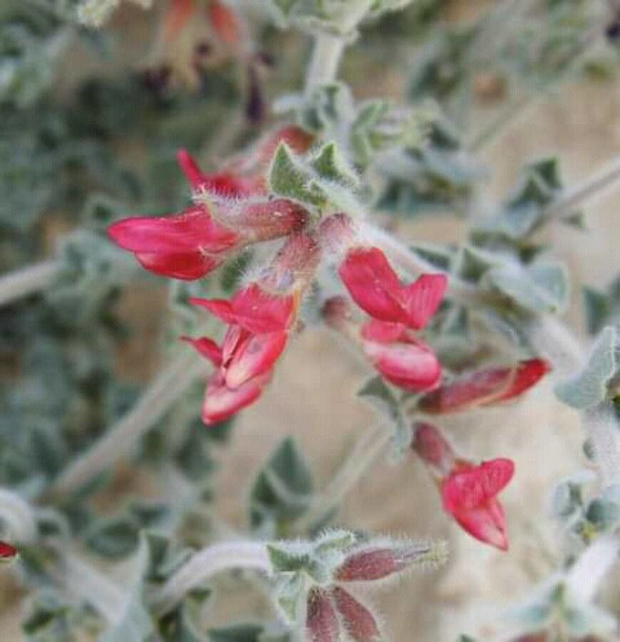 Lotus lanuginosus flower