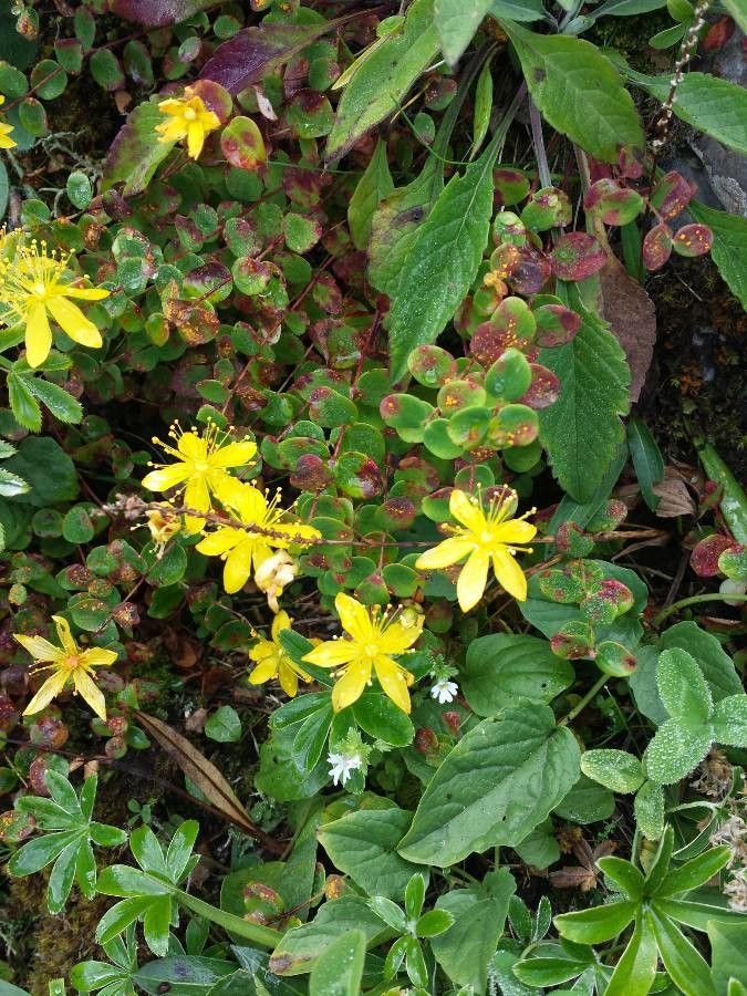 Hypericum nummularium flower