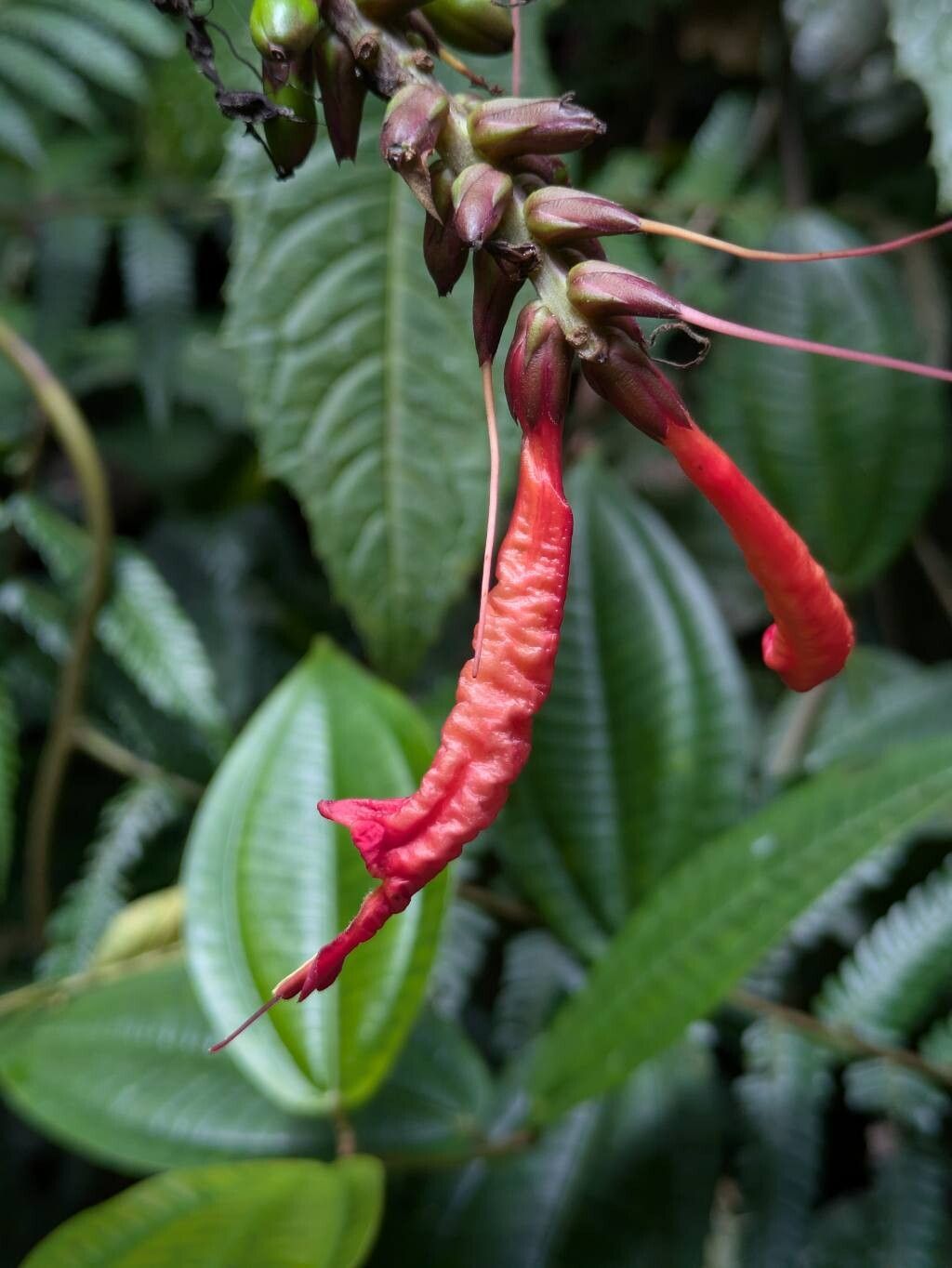 Aphelandra runcinata flower