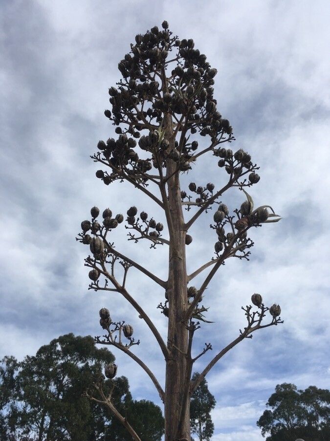 Agave vivipara fruit