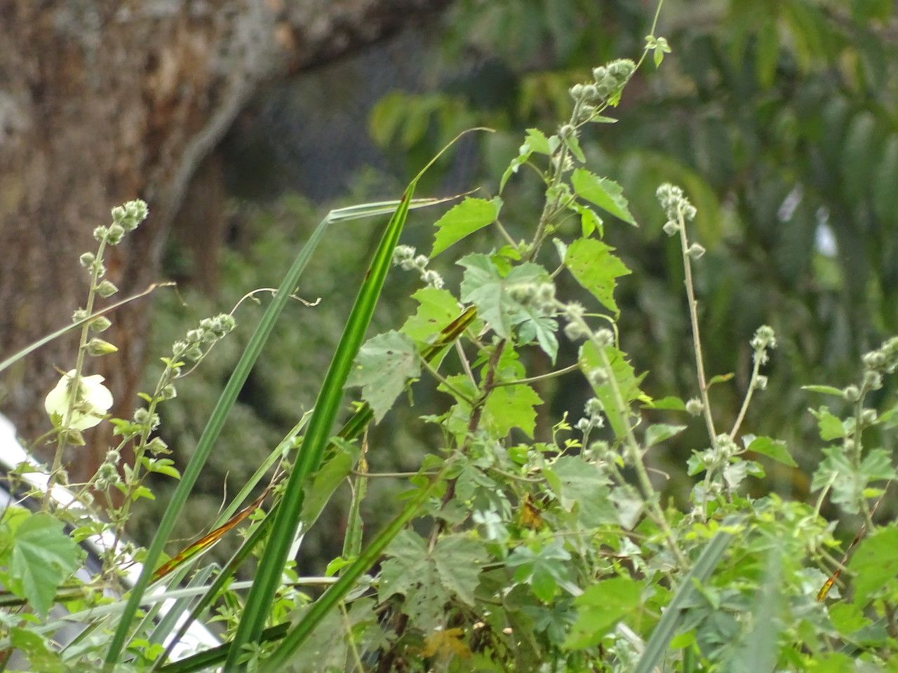 Hibiscus diversifolius — search result for 'Hibiscus'