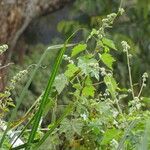 Hibiscus diversifolius