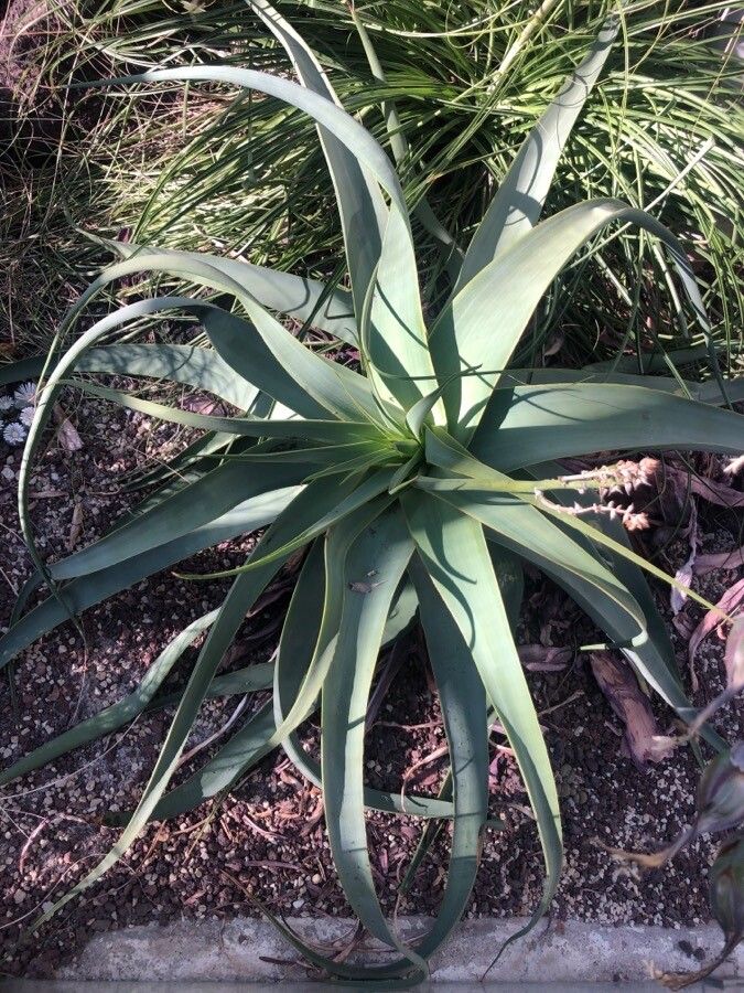 Aloe schelpei leaf