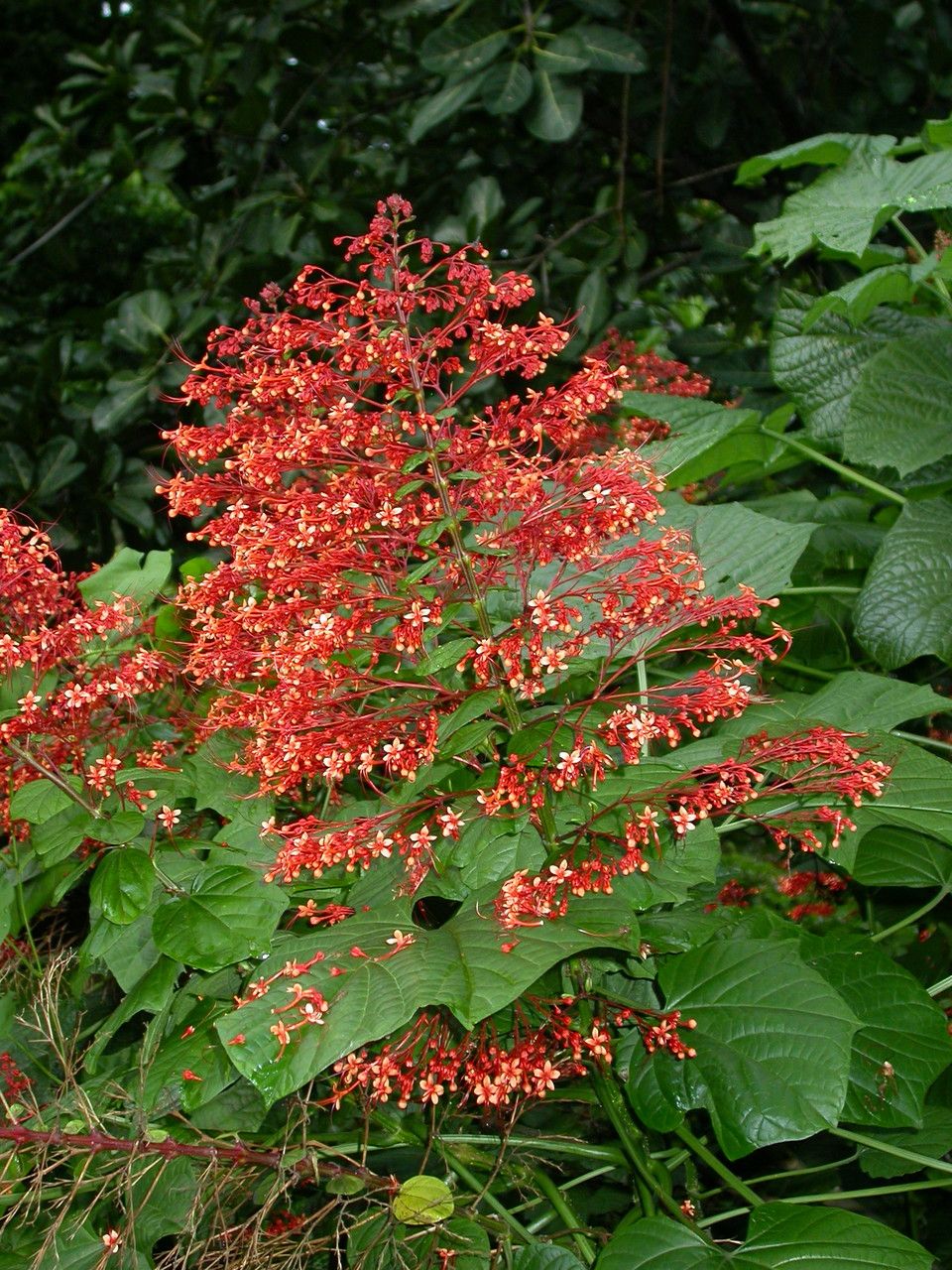 Clerodendrum paniculatum flower