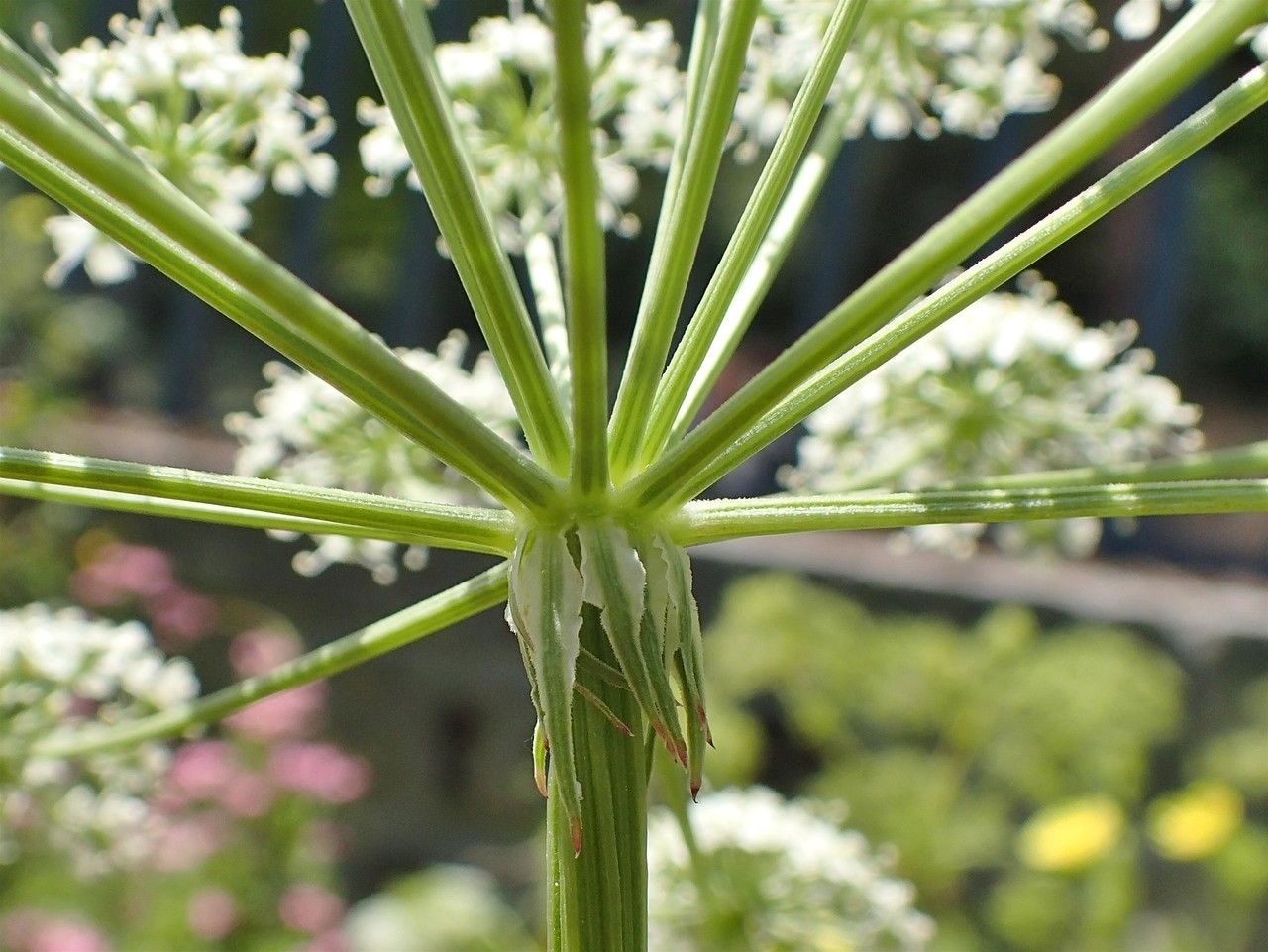 Peucedanum austriacum bark