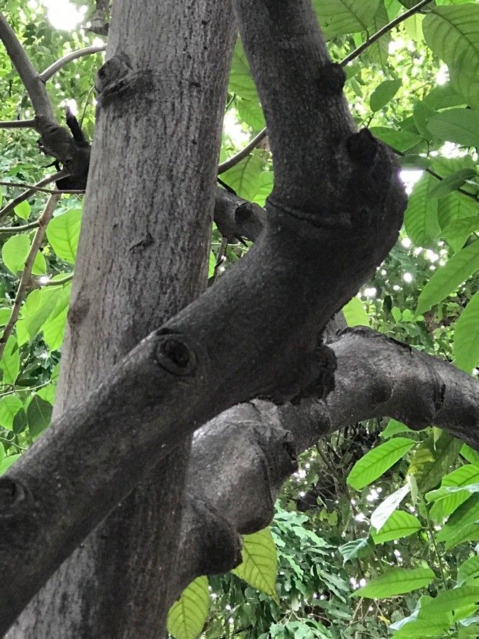 Annona purpurea bark