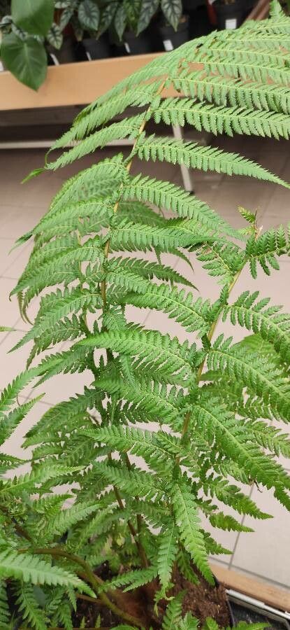 Dicksonia blumei — related species from the same genus