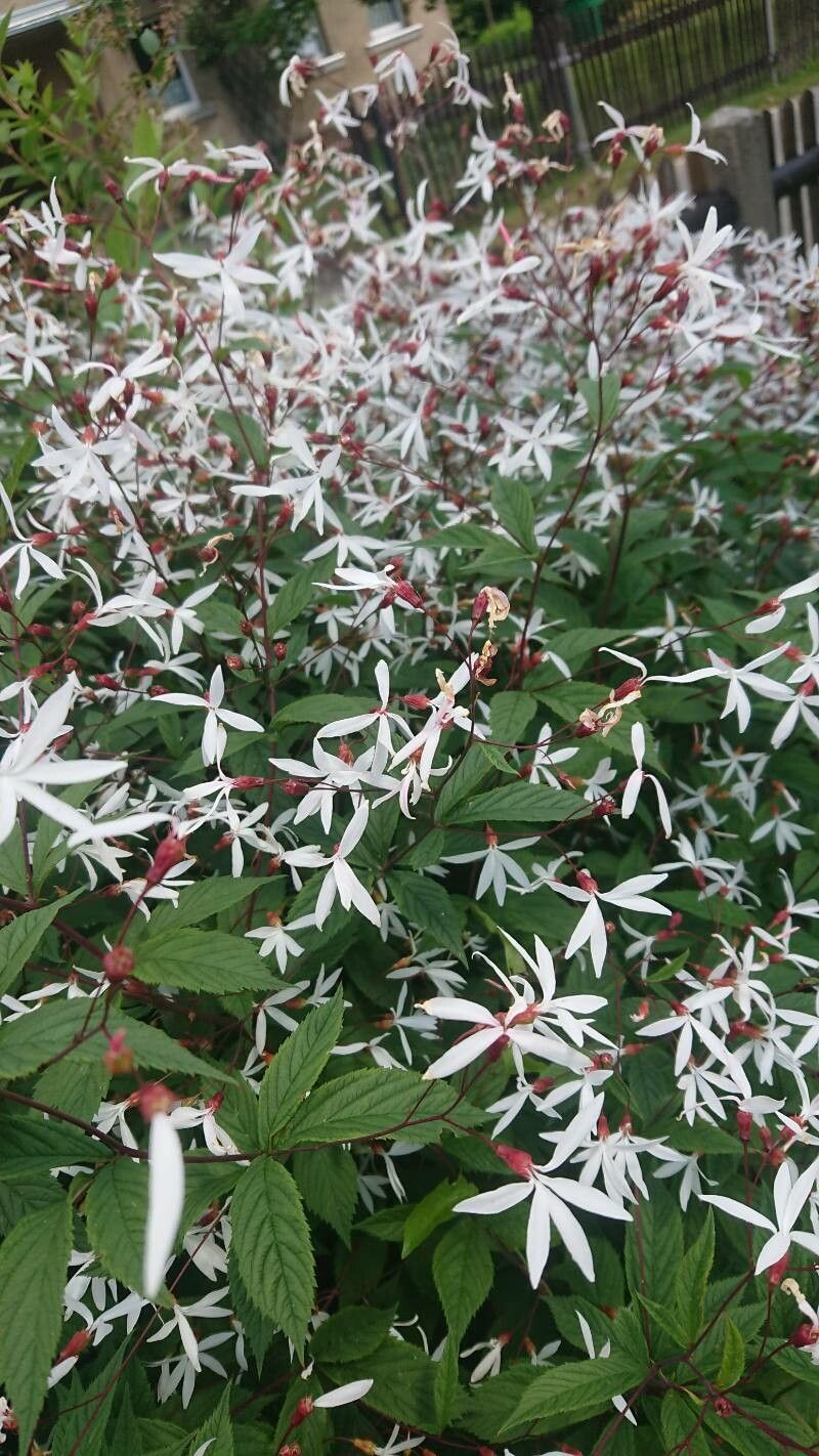 Gillenia trifoliata flower