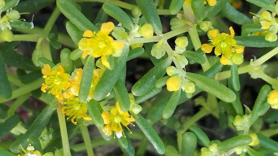 Tetraena simplex flower