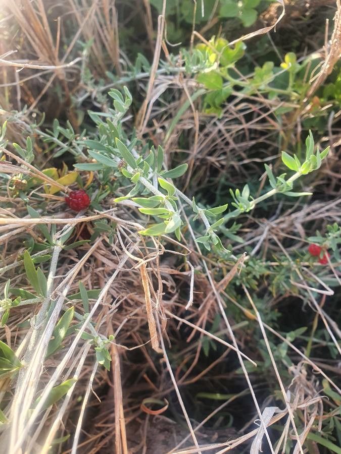Pollichia campestris habit
