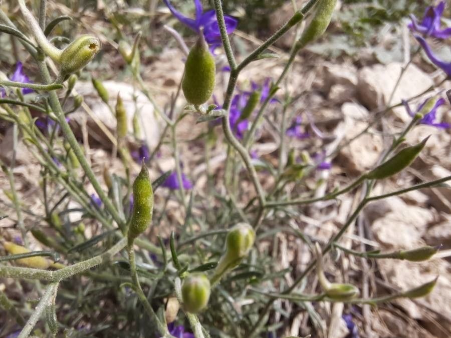 Delphinium consolida fruit