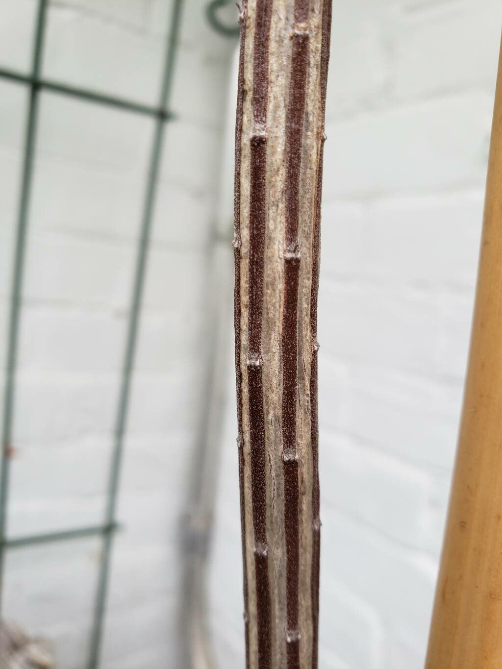 Euphorbia cryptospinosa — houseplant care guide