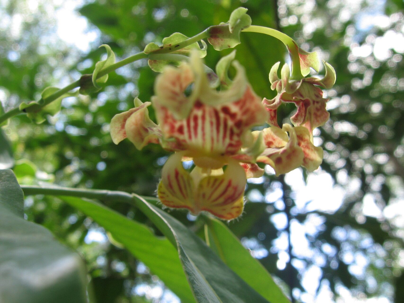 Monodora minor flower