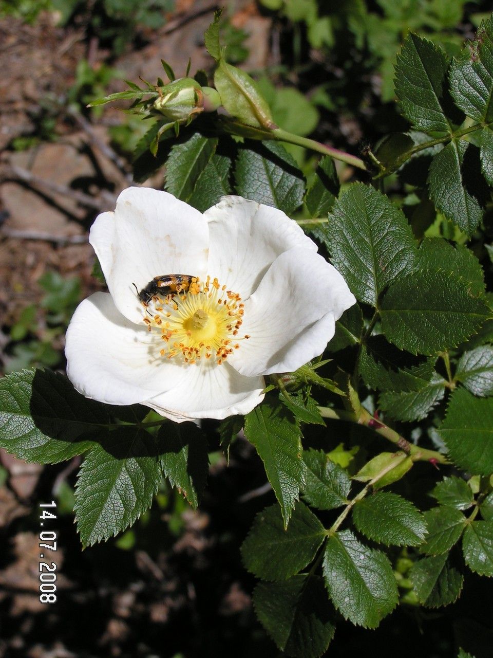 Rosa coriifolia flower
