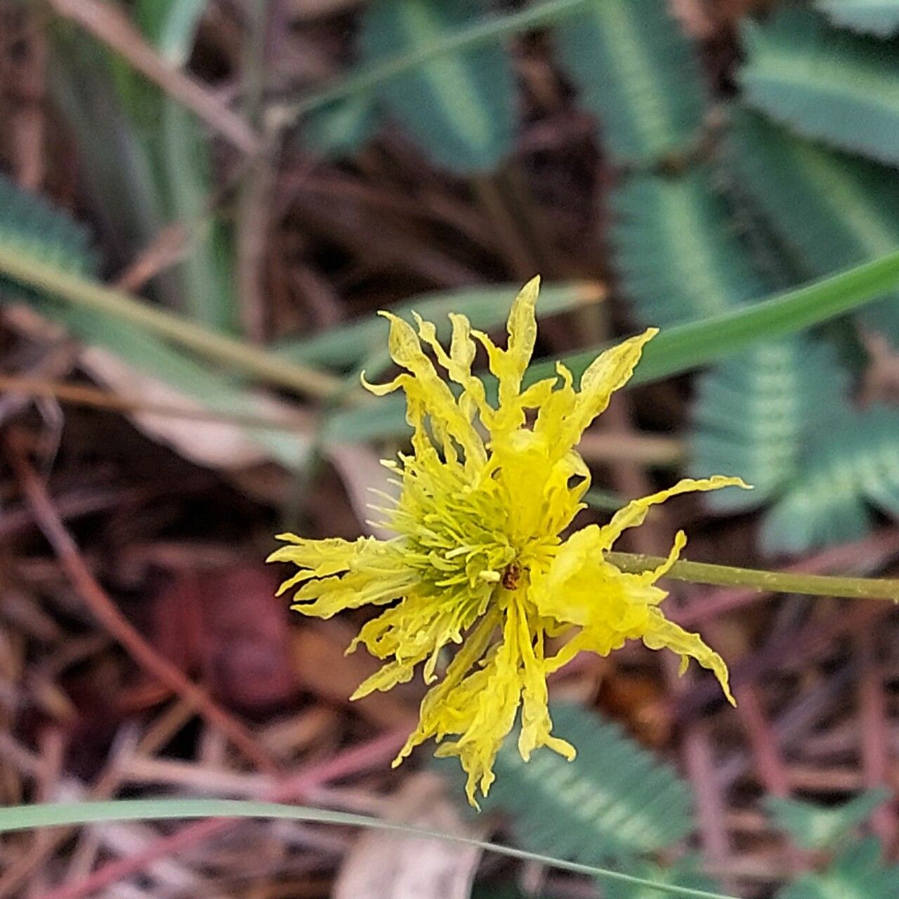 Neptunia gracilis flower