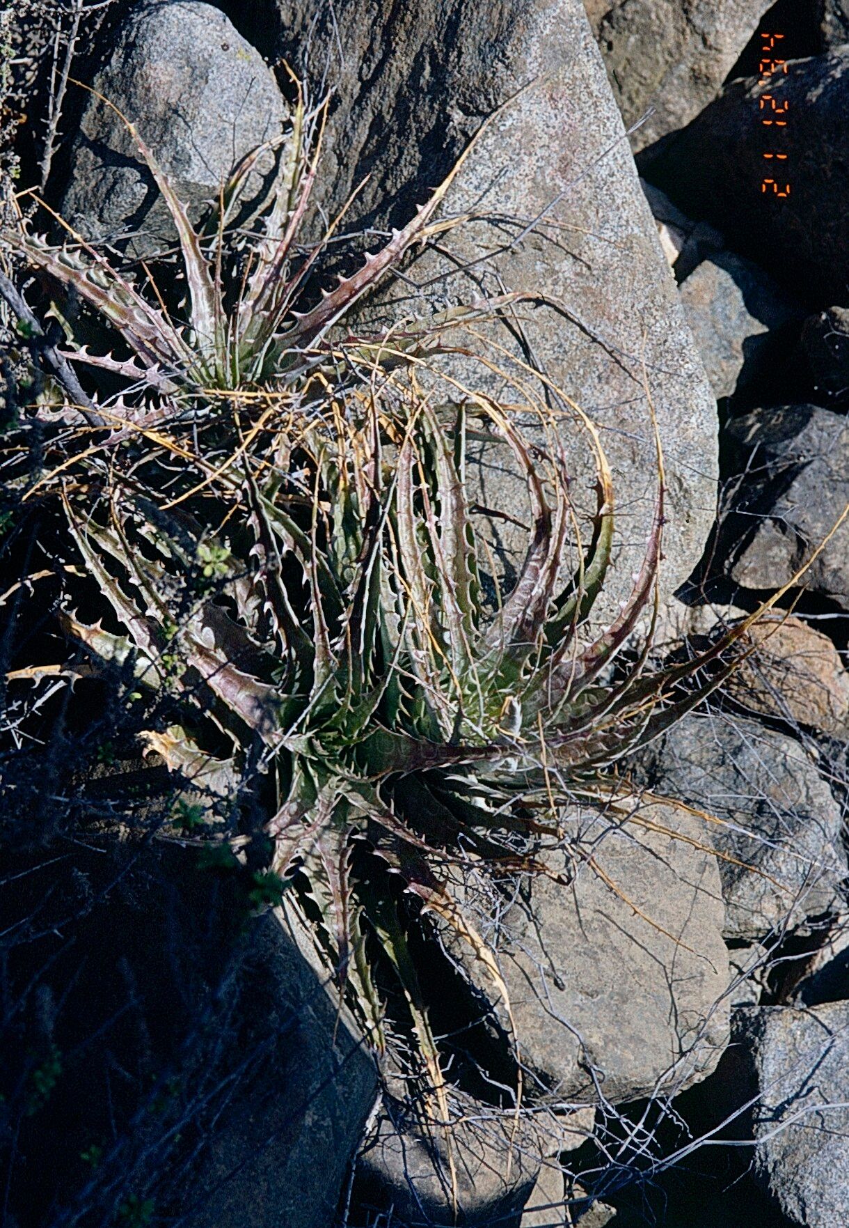 Deuterocohnia chrysantha — related species from the same genus