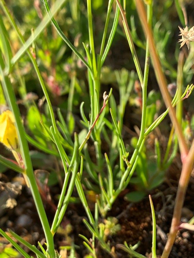 Linaria spartea — search result for 'Linaria'