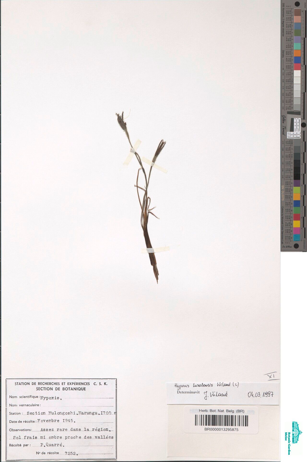 Hypoxis lusalensis — search result for 'Hypoxis'