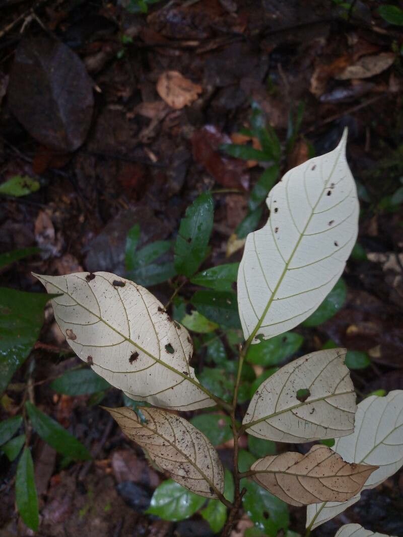 Licania membranacea — houseplant care guide