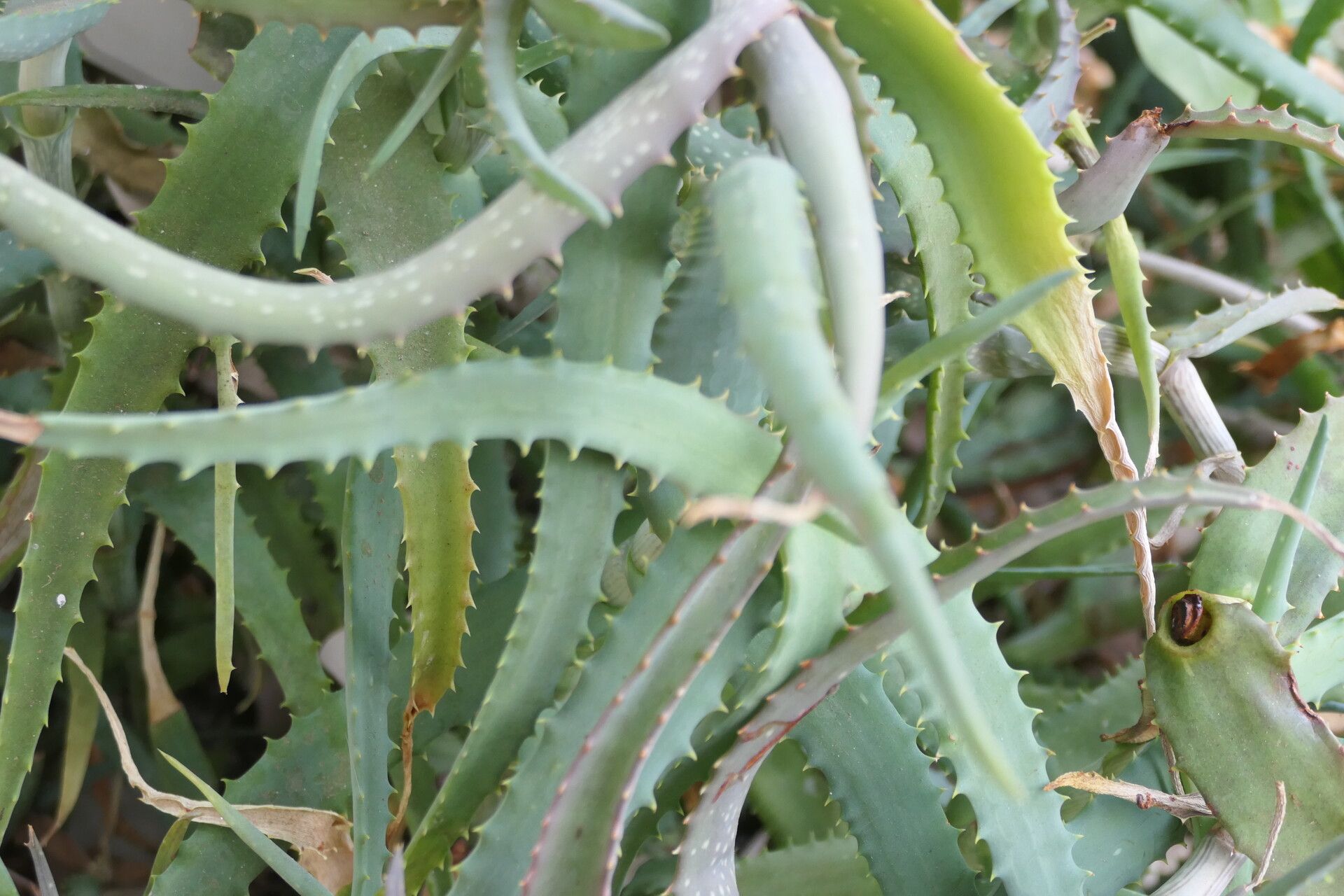 Aloe huntleyana — houseplant care guide