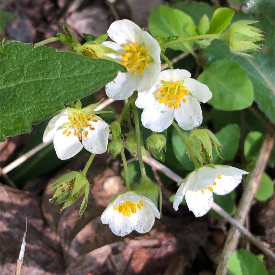 Fragaria virginiana flower
